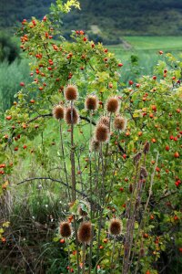 Meadow flower nature field