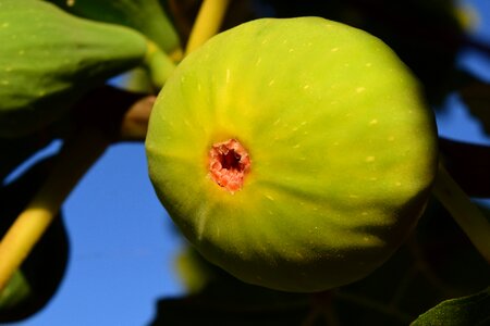 Real coward fig tree food