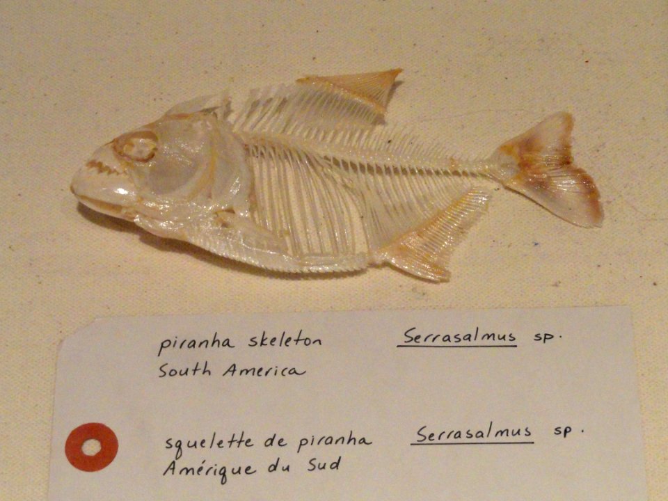 Serrasalmus sp. skeleton - Royal Ontario Museum - DSC00177