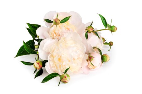 Background white tender