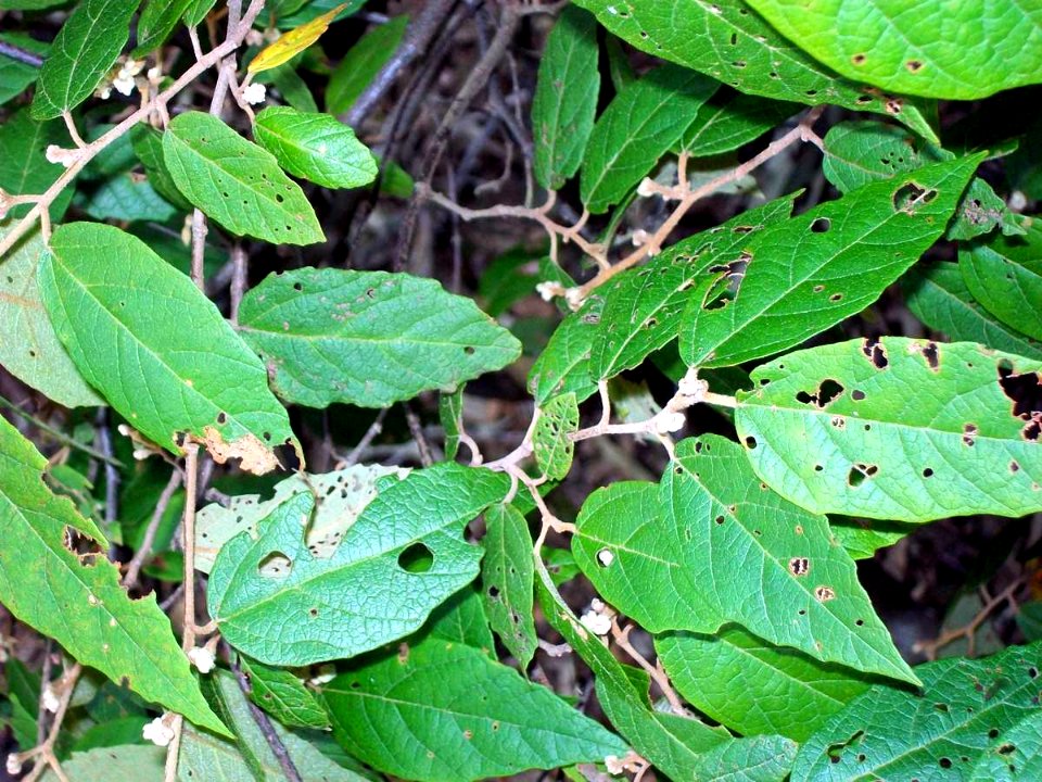 Seringia arborescens Batemans Bay