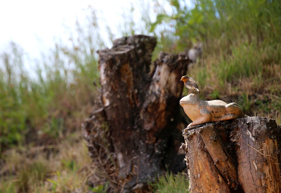 Erithacus rubecula old world flycatcher muscicapidae