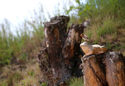 Erithacus rubecula old world flycatcher muscicapidae photo