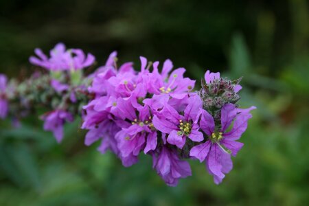 Flower nature summer plants photo