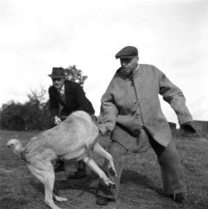 Serie over het opleiden van politiehonden, Bestanddeelnr 900-9617