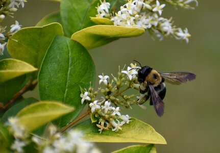Bee pollen flower