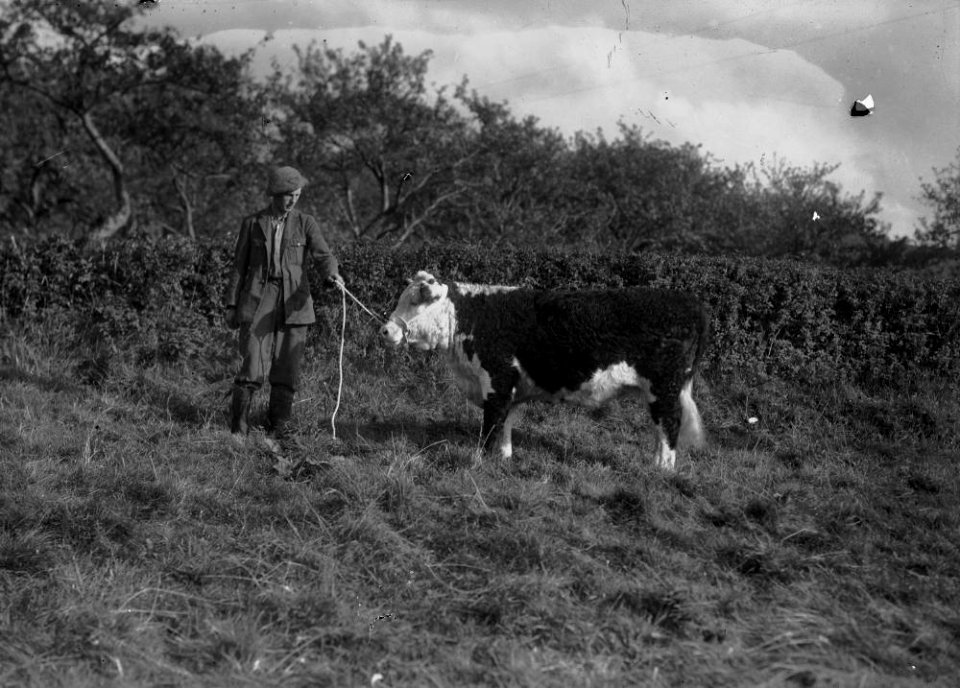 Servant at Boughrood Court Farm, Llyswen, holding a bullock (1294385)