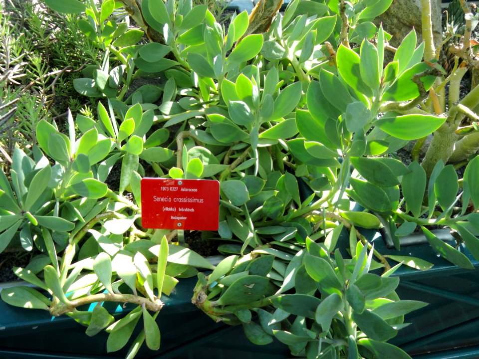 Senecio crassissimus - Botanical Garden in Kaisaniemi, Helsinki - DSC03702