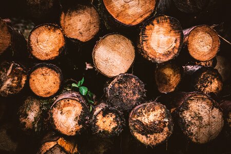 Logging tree stump wood structure