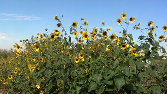Flower field nature summer