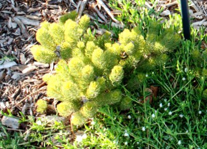 Serruria aemula - critically endangered Strawberry Spiderhead plant of Cape Town 3