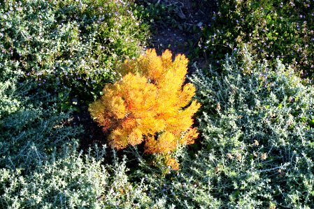 Serruria aemula - critically endangered Strawberry Spiderhead plant of Cape Town