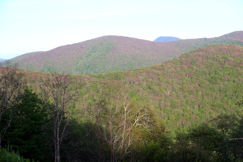 Setzer Mountain viewed from the Plott Balsams overlook, May 2017