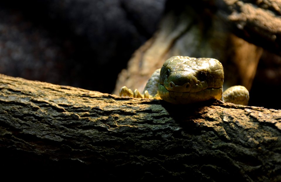 Serpentarium Blankenberge Corucia zebrata 30042015