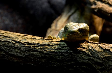 Serpentarium Blankenberge Corucia zebrata 30042015