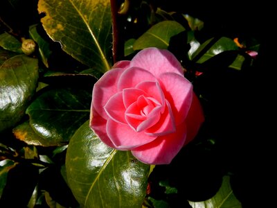 Nature detail red rose photo