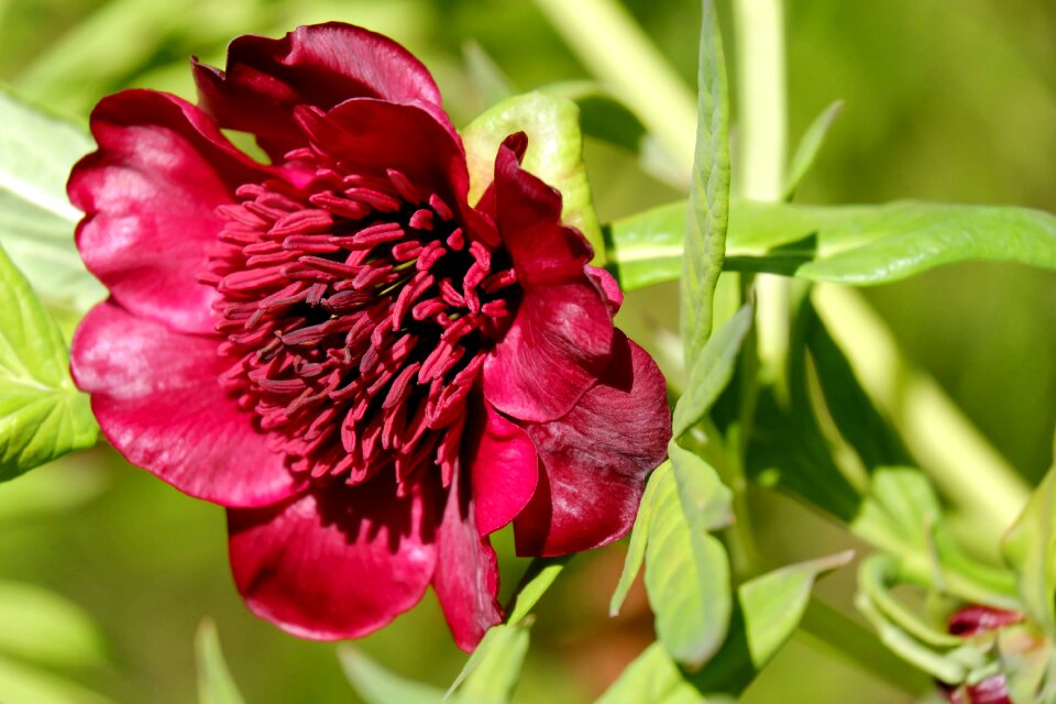 Paeoniaceae blossom bloom