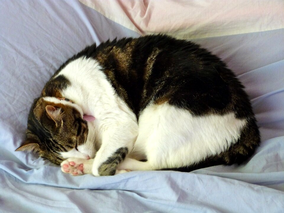 Bed portrait pet photo