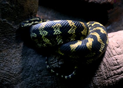 Serpentarium Blankenberge Morelia spilota cheynei 30042015 1