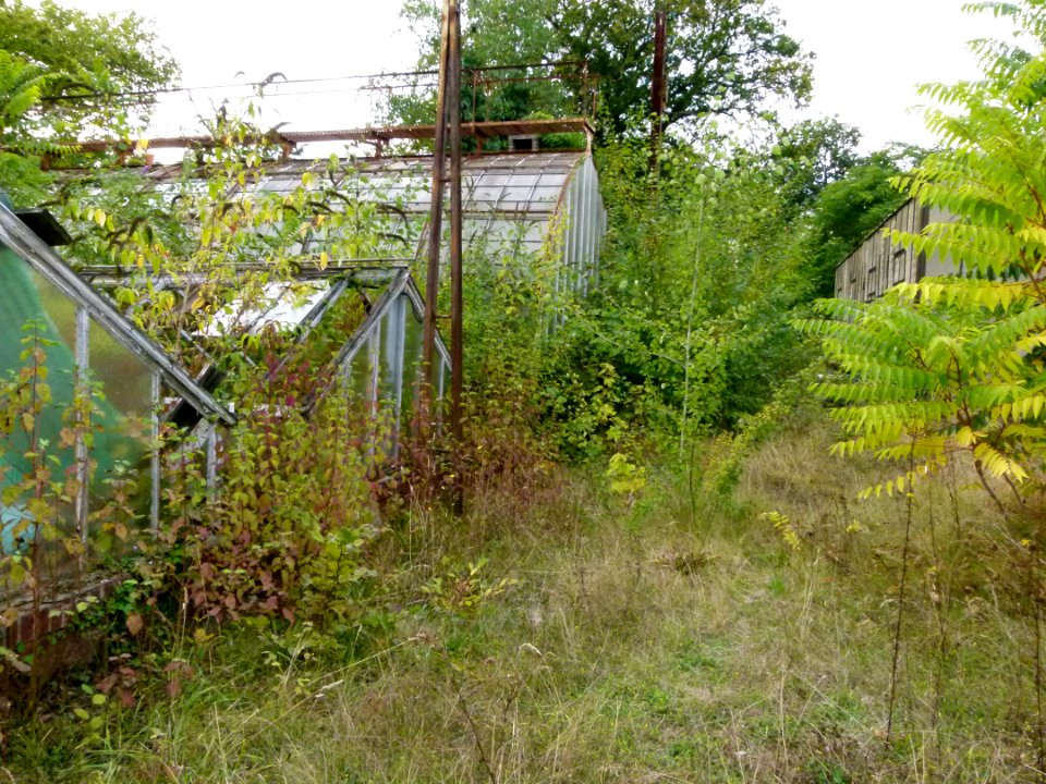 Serres abandonnées - Jardin Agronomique Tropical 2