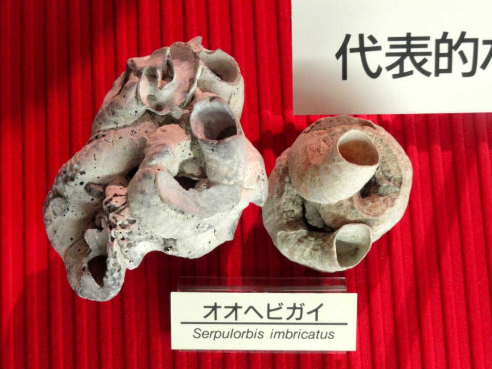 Serpulorbis imbricatus - Osaka Museum of Natural History - DSC07800