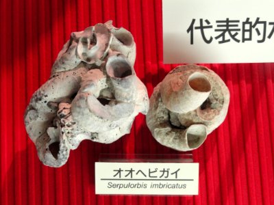 Serpulorbis imbricatus - Osaka Museum of Natural History - DSC07800