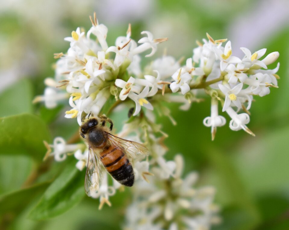 Pollen insect nature