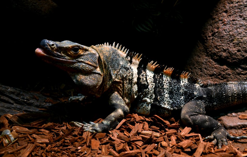 Serpentarium Blankenberge Ctenosaura similis 30042015