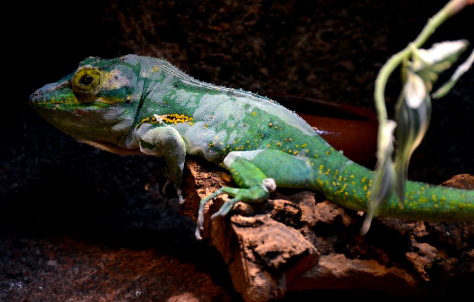 Serpentarium Blankenberge Anolis baracoae 30042015 1