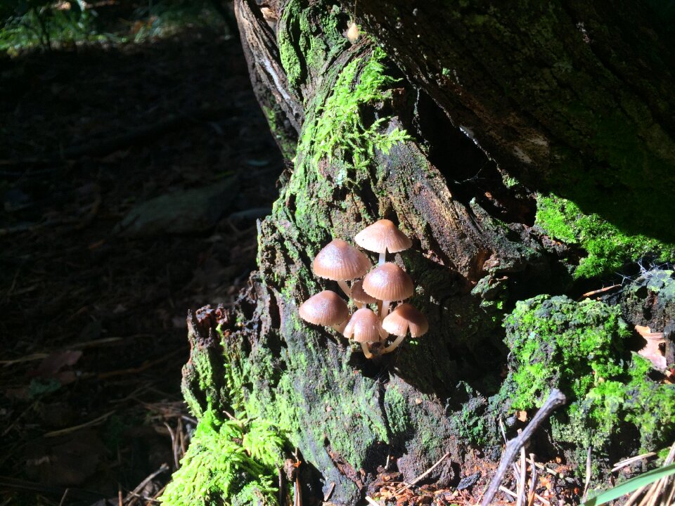 Forest cavanaugh nature