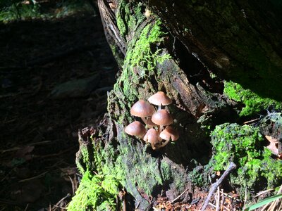 Forest cavanaugh nature