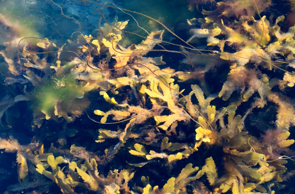Serrated wrack and other algae in Govik