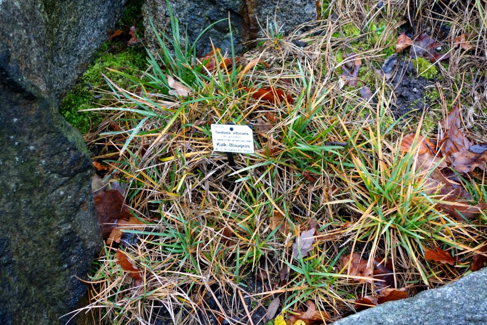 Sesleria albicans - Botanischer Garten, Dresden, Germany - DSC08693