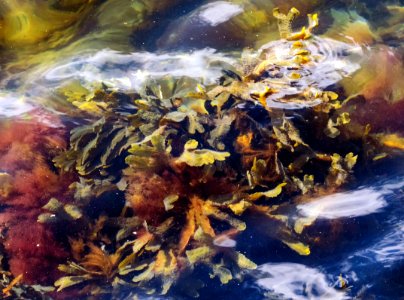 Serrated wrack and red hornweed at the North Harbor Lysekil