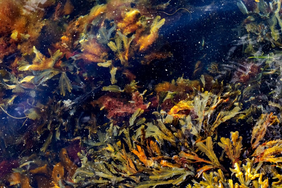 Serrated wrack, red hornweed and other algae at the North Harbor Lysekil