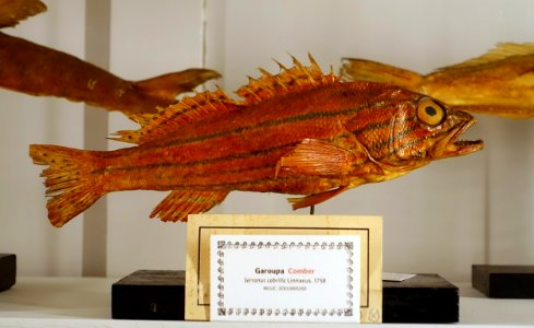 Serranus cabrilla - Museu da Ciência da Universidade de Coimbra - University of Coimbra - Coimbra, Portugal - DSC09288