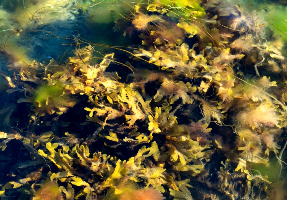 Serrated wrack, red hornweed and other algae in Govik