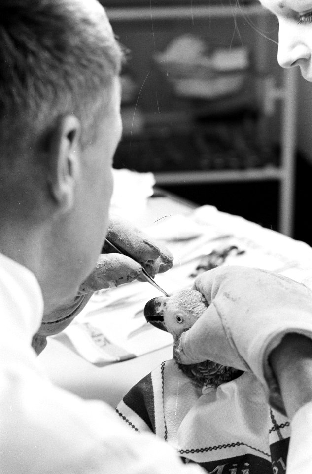 Serie van dierenarts dr. Westerman, Bestanddeelnr 913-6096