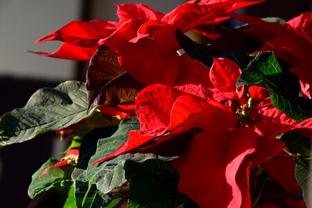 Adventsstern christmas star flowering plant photo