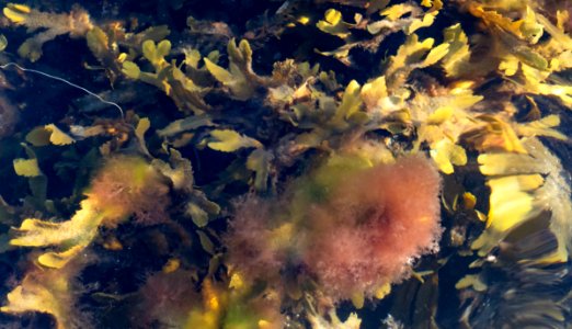 Serrated wrack and red algae in Govik