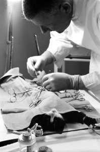 Serie van dierenarts dr. Westerman, Bestanddeelnr 913-6091