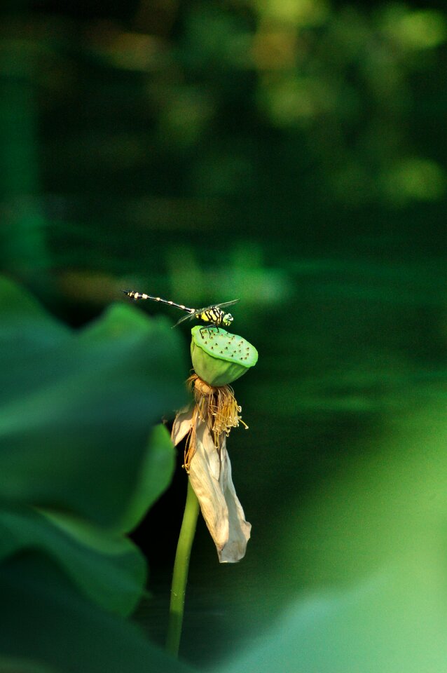 Dragonfly lotus Free photos