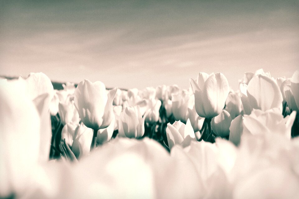 Bloom spring tulip