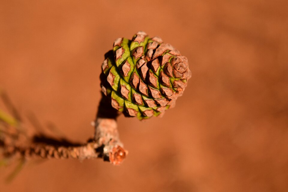 Bud mediterranean pine