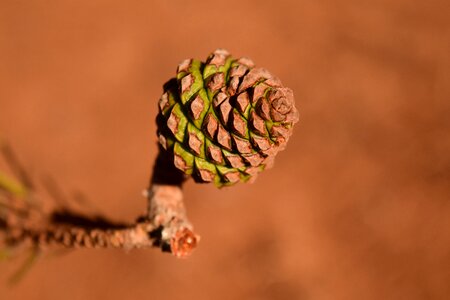 Bud mediterranean pine