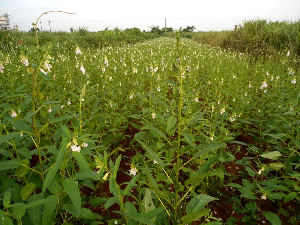 Sesame in Hainan - 01