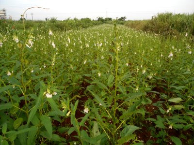 Sesame in Hainan - 01