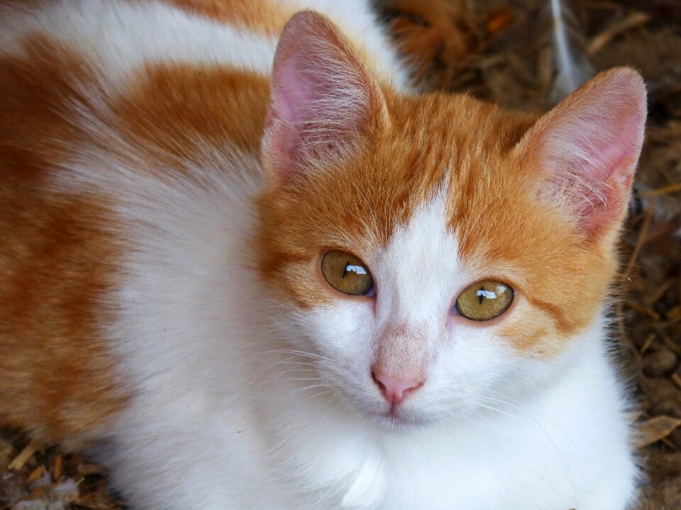 Puppy kitten housecat