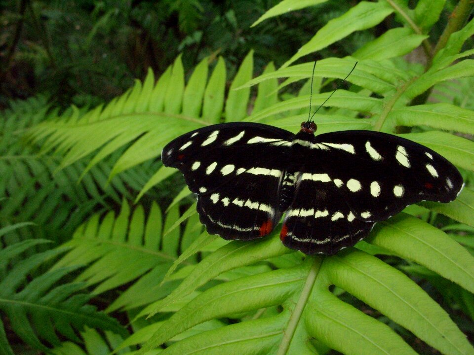 Insect black plant