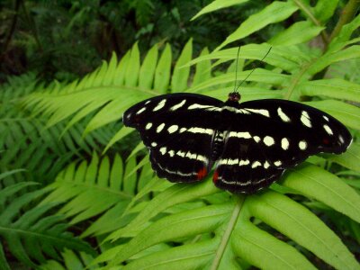 Insect black plant